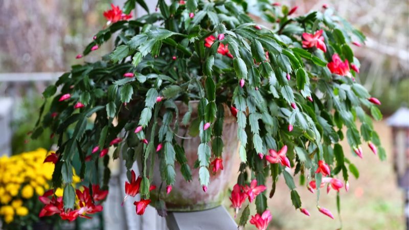 Чим підживити різдвяник під час цвітіння