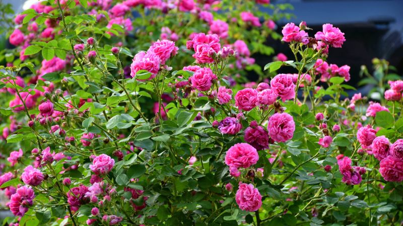 Троянди добре перезимують і будуть пишно цвісти, якщо ми не зробимо ці помилки