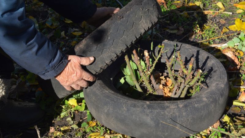 Підготовка троянд до зими