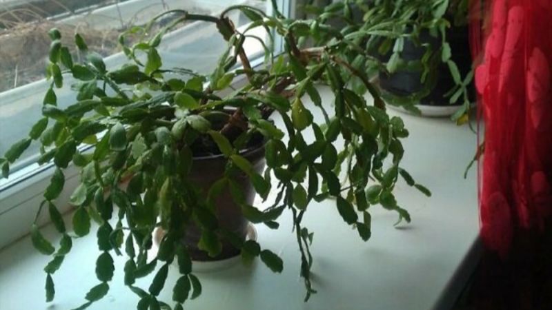 Чому різдвяник не цвіте, а лише росте