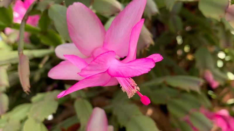 Чому різдвяник не цвіте, а лише росте