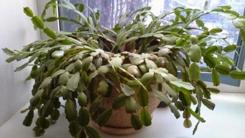 Чому різдвяник не цвіте