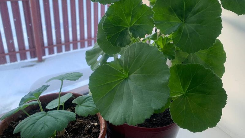 Багато хто припускається цієї помилки з пеларгоніями в лютому