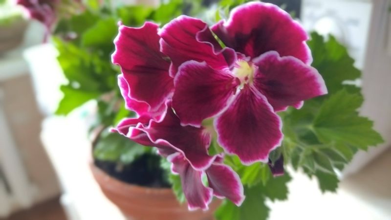 Багато хто припускається цієї помилки з пеларгоніями в лютому
