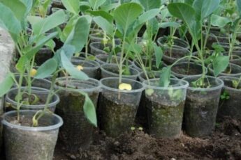 Коли садити капусту на розсаду