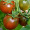 Огляд сорту томату Дикий фред