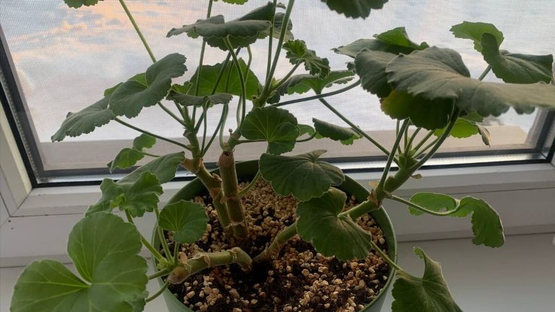 Помилки обрізання пеларгонії