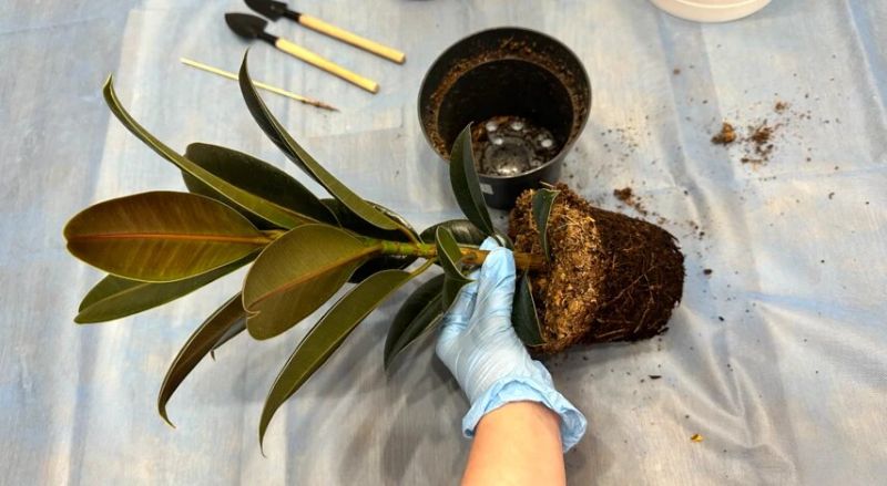 Як оживити кімнатні рослини після зими: догляд у березні