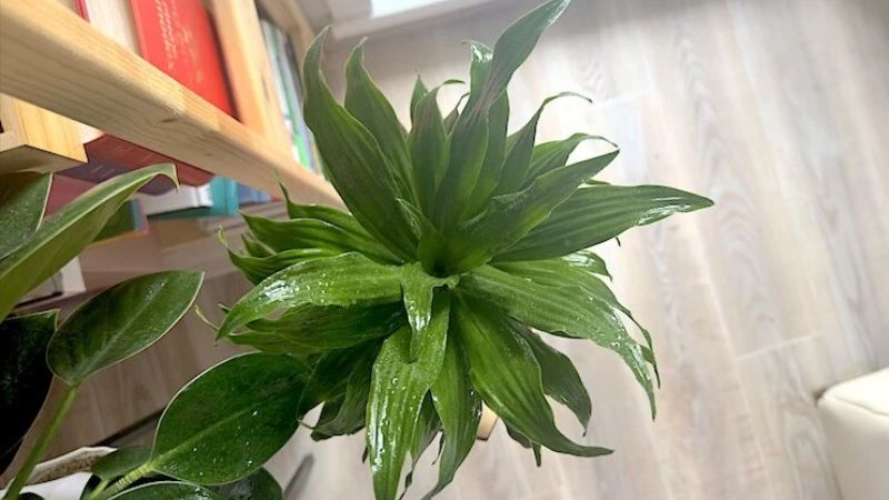 Як оживити кімнатні рослини після зими: догляд у березні