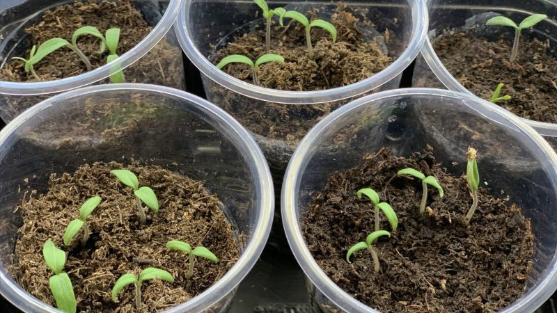 Посівна у березні: що точно не пропустити, щоб не залишитись без урожаю