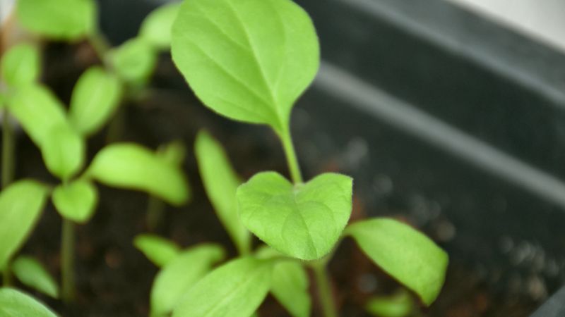 "Зійшли баклажани": як доглядати за сходами далі, щоб вони не витягувалися і нарощували потужну кореневу