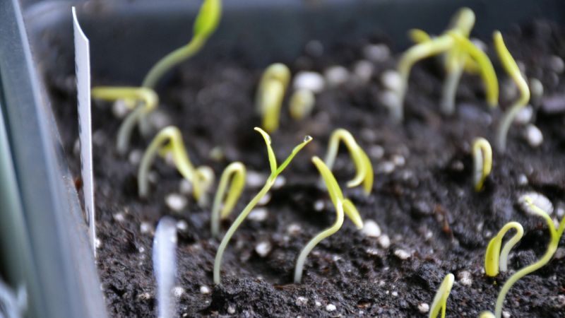 "Зійшли баклажани": як доглядати за сходами далі, щоб вони не витягувалися і нарощували потужну кореневу