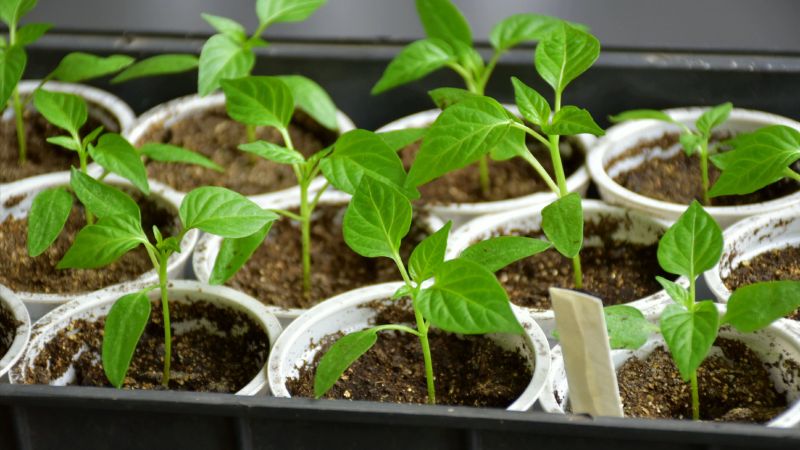 Настав час готуватися до пікірування перцю