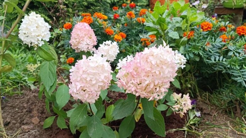 Посадка волотистої гортензії в ґрунт: терміни, місце, правила