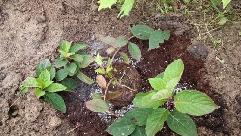 Посадка волотистої гортензії в ґрунт: терміни, місце, правила