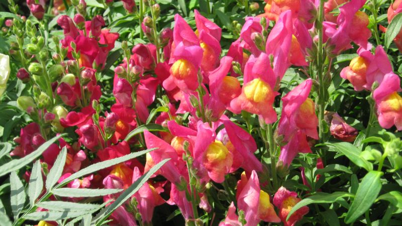 Левовий зів