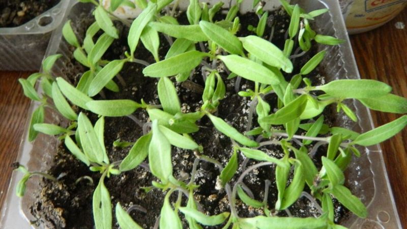 Пікірування розсади томатів у березні