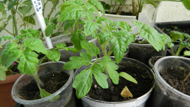 Пікірування розсади томатів у березні