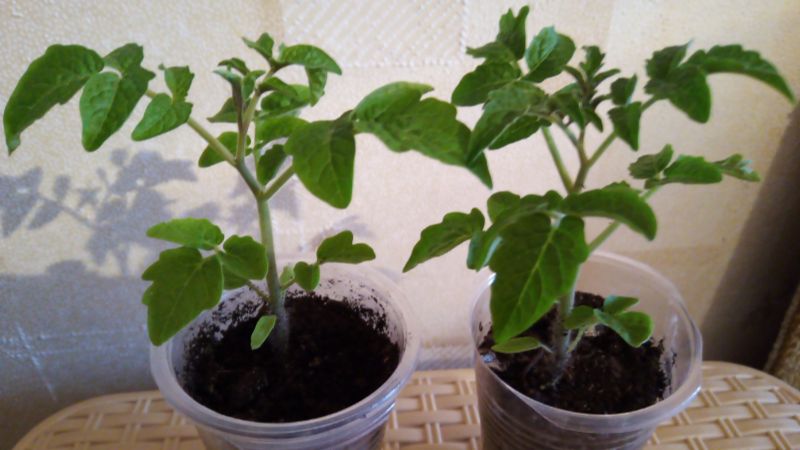 Чому у розсади фіолетове листя: що робити і як не допустити посиніння