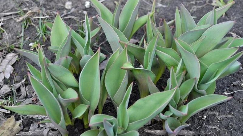 Коли і як пересадити тюльпани навесні на нове місце