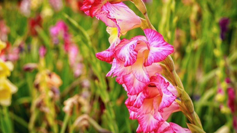 Коли навесні діставати цибулини гладіолусів