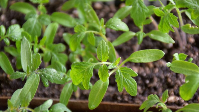 Томати швидко сходять, не хворіють і ростуть товстими