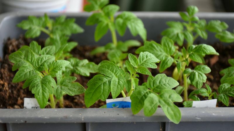 Томати швидко сходять, не хворіють і ростуть товстими