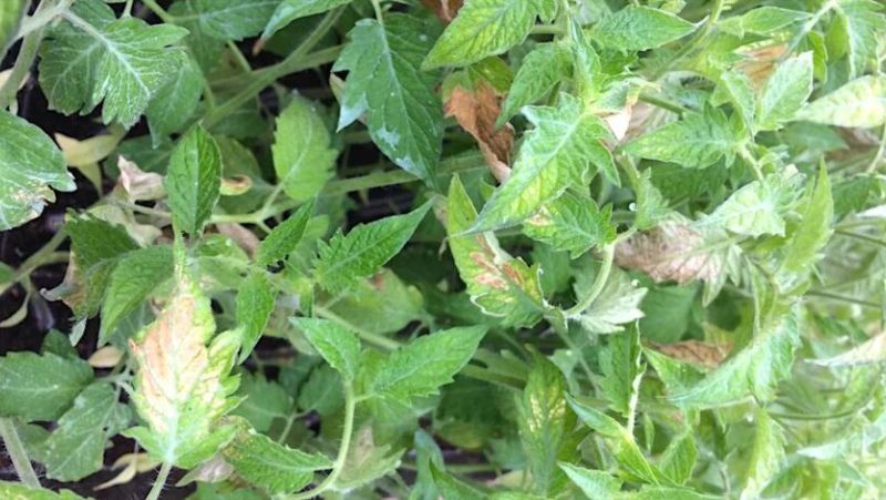 Жовтіють листя розсади помідорів: чому і що робити городнику