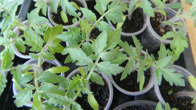 Жовтіють листя розсади помідорів: чому і що робити городнику