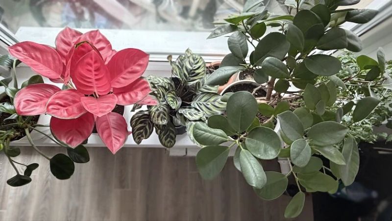 Догляд за кімнатними рослинами навесні: що важливо зробити у березні-квітні