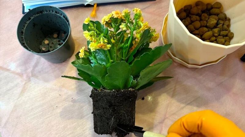 Догляд за кімнатними рослинами навесні: що важливо зробити у березні-квітні