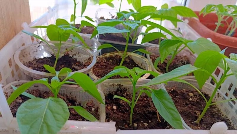 Чому у розсади перцю жовтіє листя: основні причини та способи їх усунення