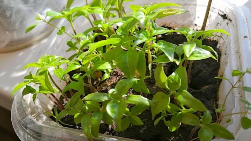 Чому у розсади перцю жовтіє листя: основні причини та способи їх усунення