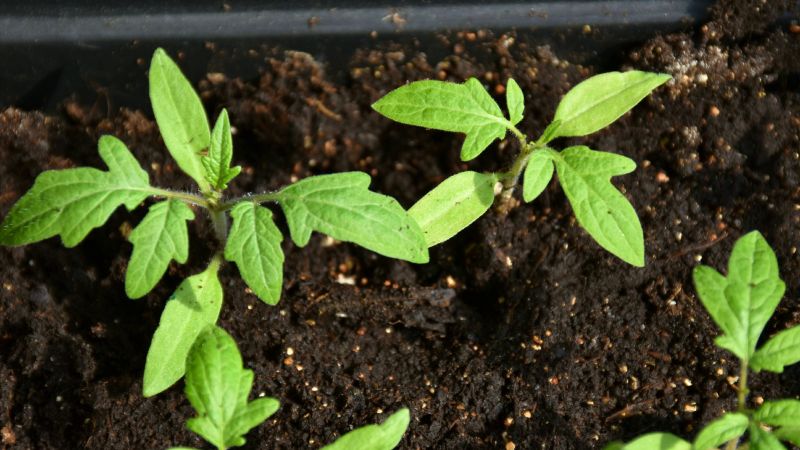 Насіння томатів проклюнулося: як я доглядаю далі, щоб вони не витягувалися і нарощували потужну кореневу