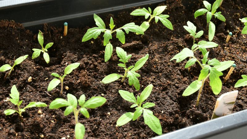 Насіння томатів проклюнулося: як я доглядаю далі, щоб вони не витягувалися і нарощували потужну кореневу