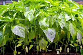 Чому у розсади фіолетове листя