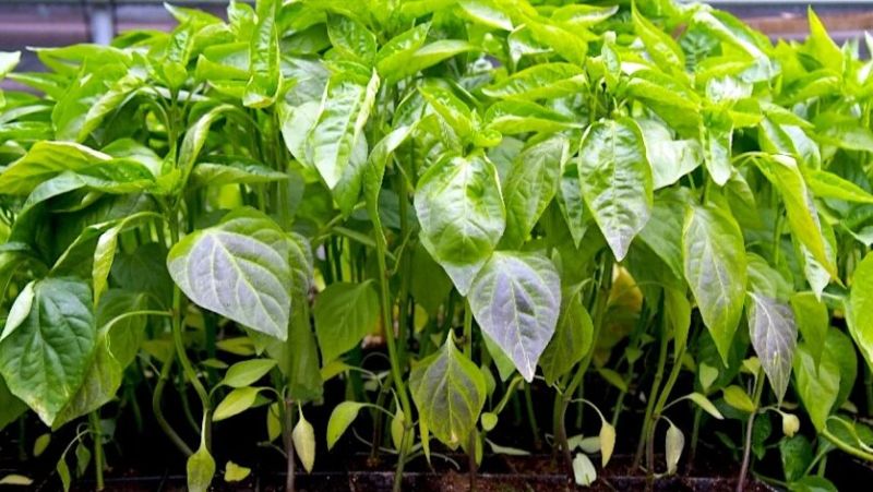 Чому у розсади фіолетове листя