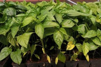 Чому у розсади перцю жовтіє листя