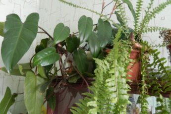 Догляд за кімнатними рослинами навесні