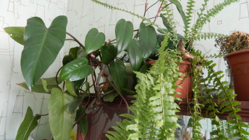 Догляд за кімнатними рослинами навесні