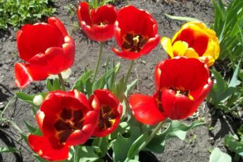 Коли і як пересадити тюльпани навесні на нове місце