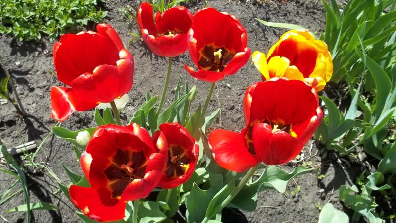 Коли і як пересадити тюльпани навесні на нове місце