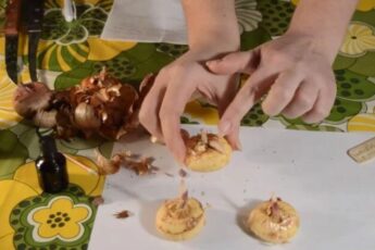 Коли навесні діставати цибулини гладіолусів