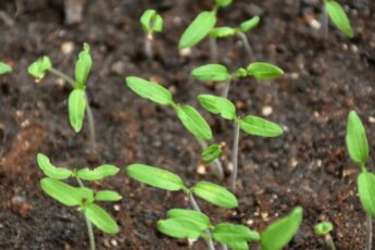 Насіння томатів проклюнулося