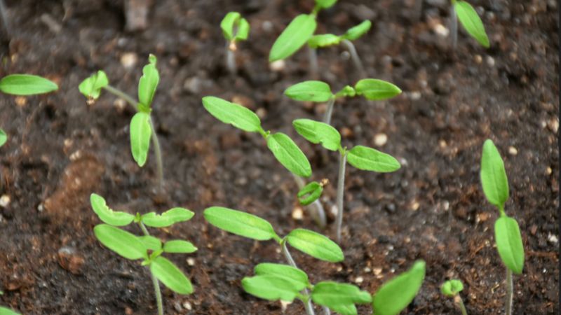 Насіння томатів проклюнулося