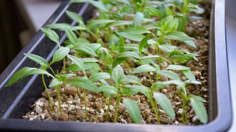 Настав час готуватися до пікірування перцю