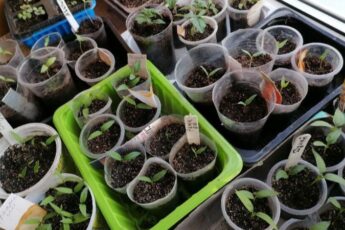 Пікірування розсади томатів у березні