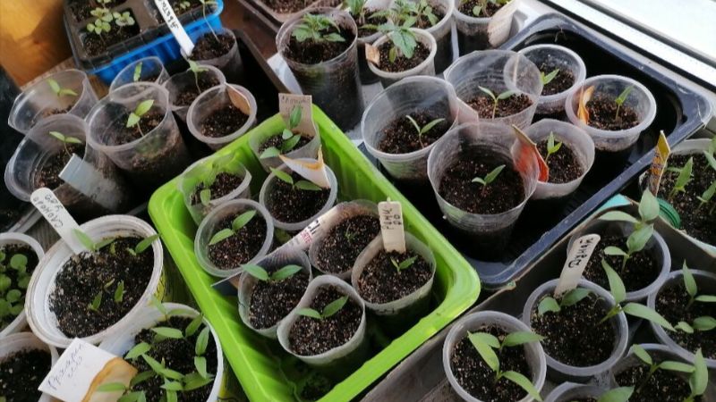 Пікірування розсади томатів у березні