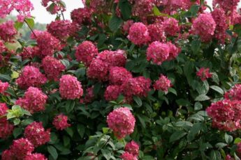 Посадка волотистої гортензії в ґрунт