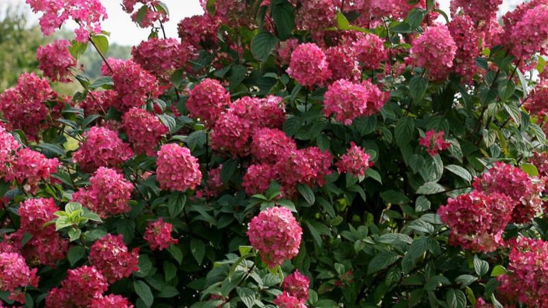 Посадка волотистої гортензії в ґрунт